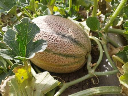 हामी खरबूजको मिठास: पोषणीय लाभ र स्वास्थ्य लाभहरू