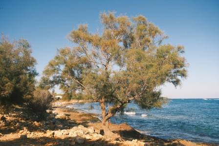समुद्रको किनारमा फस्टाउने ७ तटीय रूखहरू