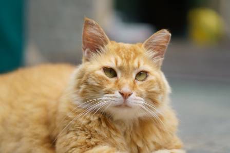 सुन्तला ट्याबी बिरालो: व्यक्तित्व, गुणहरू, र हेरचाहका रोचक तथ्यहरू